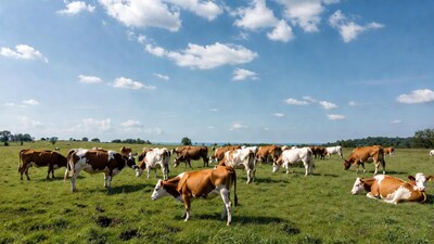 Herd of Holstein cows grazing in green pasture
