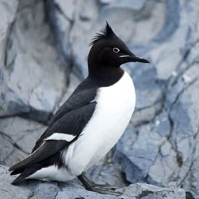 Crested penguin on rocky cliff
