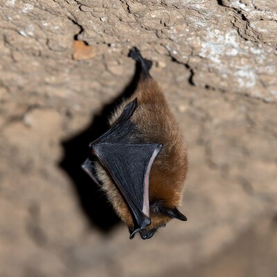 Brown bat hanging on cave wall