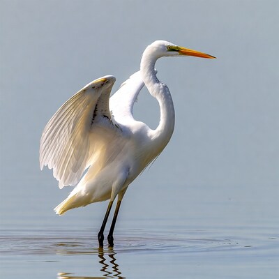 Great Egret Spreading Wings in Water