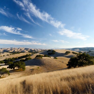 Golden Dunes with Oak Trees Landscape