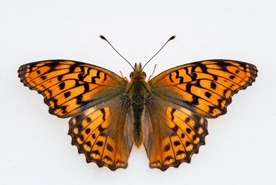 Orange Fritillary Butterfly on White Background