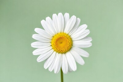 White Daisy Flower on Green Background