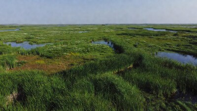 Vast green marshland with ponds