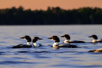 Common Loons Swimming in Lake