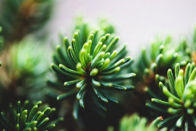 Closeup of fresh green pine needles