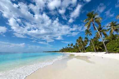 Tropical beach with palm trees