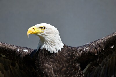 Bald eagle with wings spread