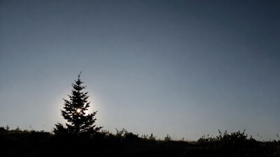 Silhouetted pine tree with sun