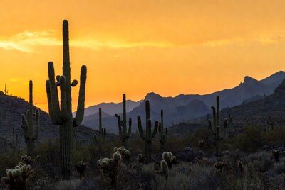 Saguaro cacti at sunset with mountains