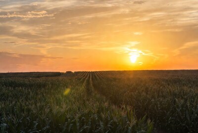 Corn Field at Sunset