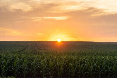 Sunset over cornfield