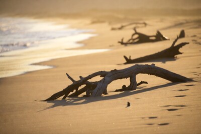 Driftwood on sandy beach at sunset