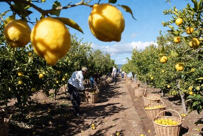 Workers harvesting lemons in orchard