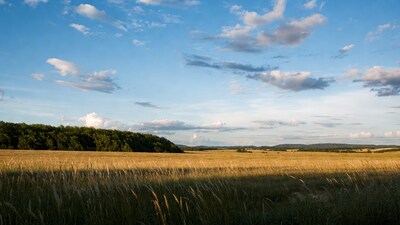 Golden wheat field under blue sky