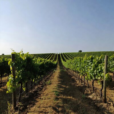 Vineyard rows under blue sky