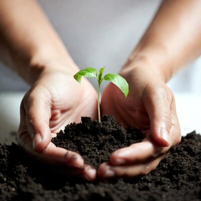 Hands holding young green sprout