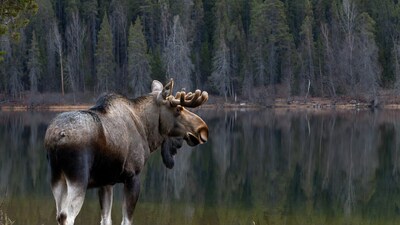 Moose standing by lake
