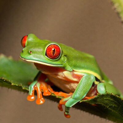 Red-eyed tree frog on leaf