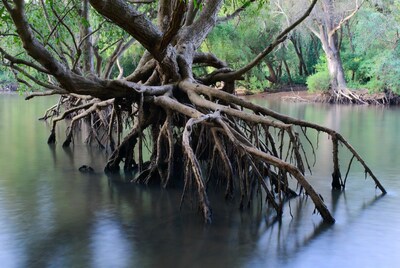 Mangrove tree with exposed roots in river