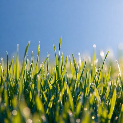 Dew-covered grass blades against blue sky