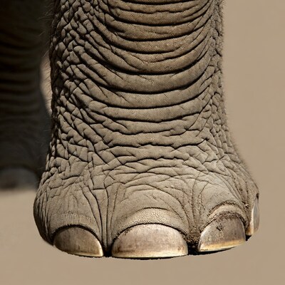 Elephant Foot Closeup