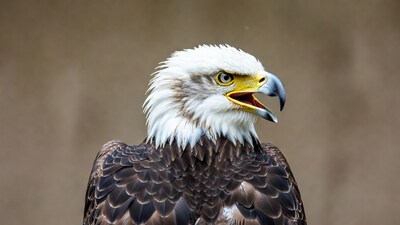 Bald eagle calling with open beak