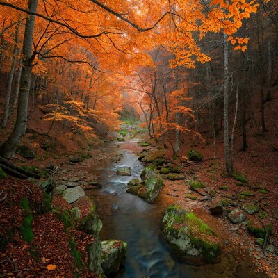 Autumn Forest River with Orange Trees