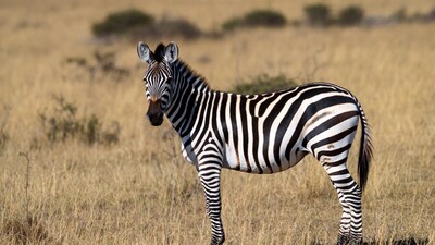 Zebra standing in dry grass