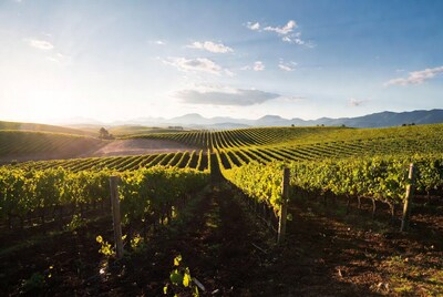 Vineyard rows at sunset with mountains