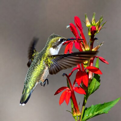 Hummingbird feeding on red flowers