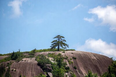 Lone pine tree on rocky mountain