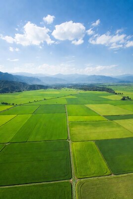Aerial view of rice fields and mountains