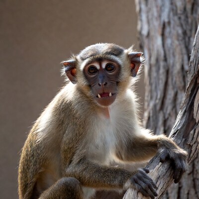 Vervet monkey grinning on tree branch
