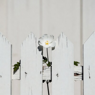 White Anemone Flower Through White Picket Fence