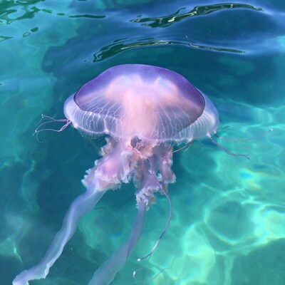 Purple jellyfish in turquoise water