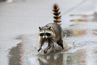 Raccoon running through puddle