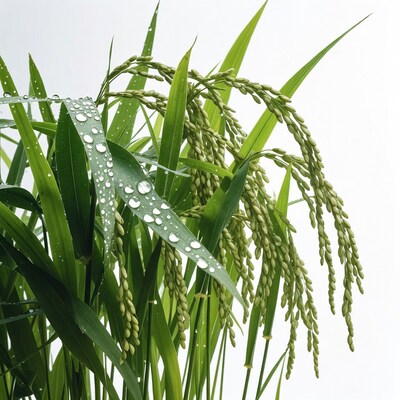 Dew-covered rice plants