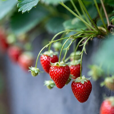 Ripe Strawberries Hanging on Green Vines