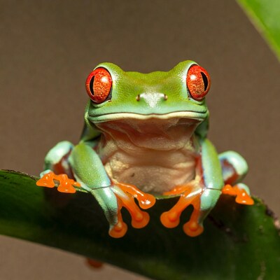Red-eyed tree frog on leaf