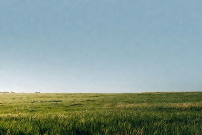 Vast green wheat field under blue sky
