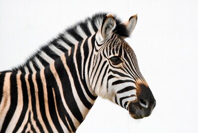 Zebra head on white background
