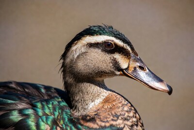 Closeup of male mallard duck head