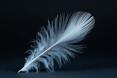 White feather on black background