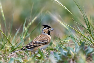 Crested Lark in Grass