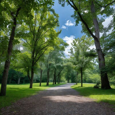 Tree-Lined Gravel Path in Park