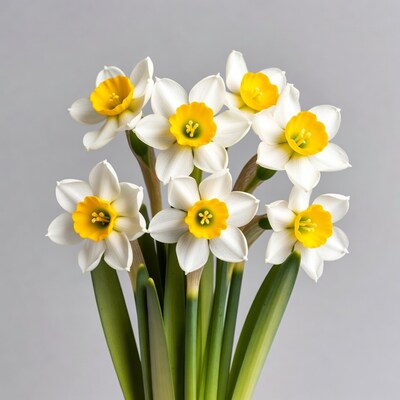 White Daffodils Bouquet with Green Stems