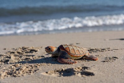 Baby sea turtle on beach