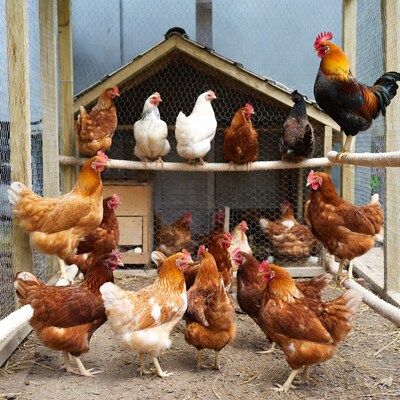 Chickens and Rooster in Wooden Coop
