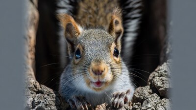 Gray squirrel peeking from tree hole